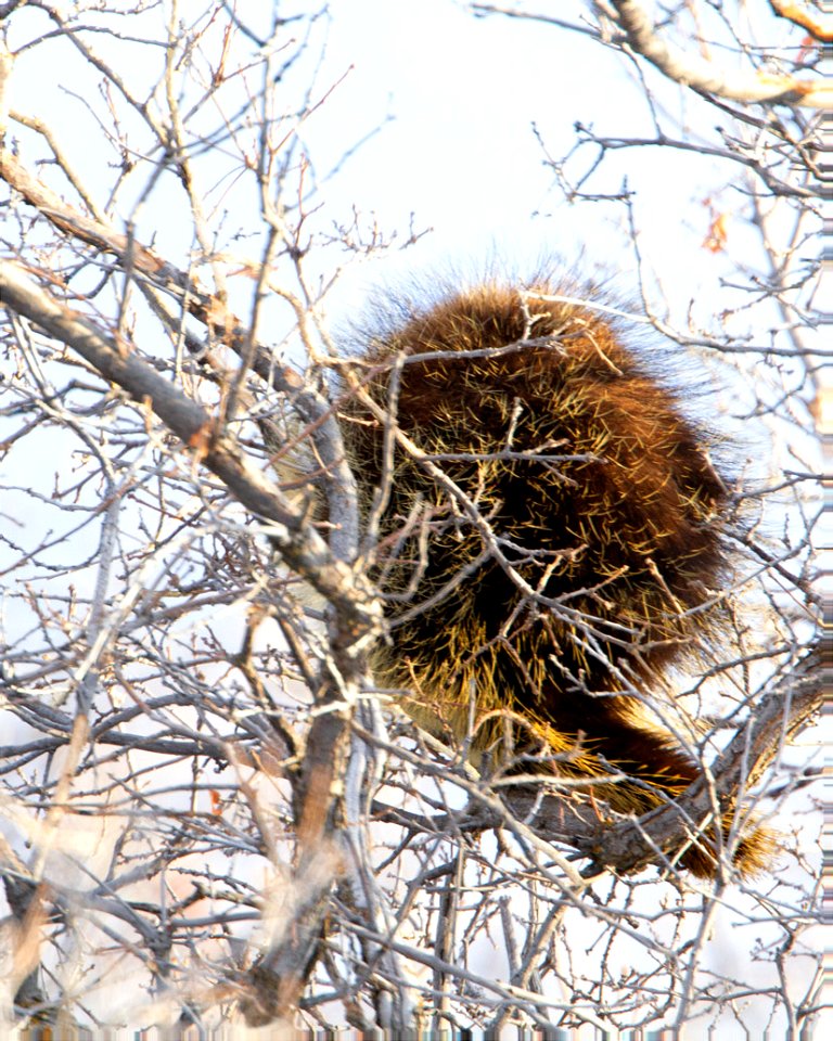 Porcupine-23march-2019-Moffat-county-57