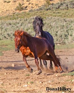 Snip-and-sorrel-11may2017-Barcus