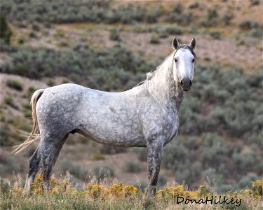 web-gray-stallion-posing-aug2019