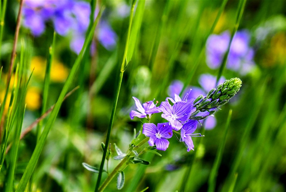 03-05-2020 Flors