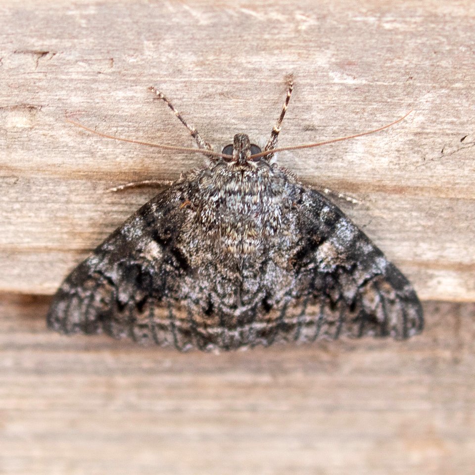 Aholibah Underwing