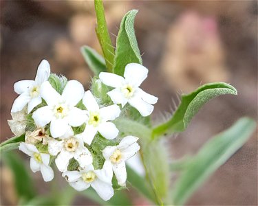 Cryptantha or Oreocarya species