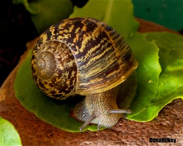 Brown Garden Snail photo