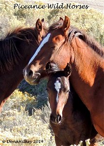 Piceance Wild Horses photo