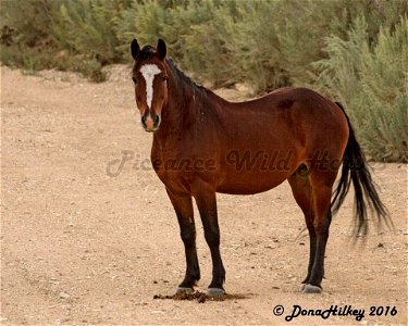 Piceance Wild Horses photo