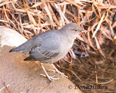 American Dipper