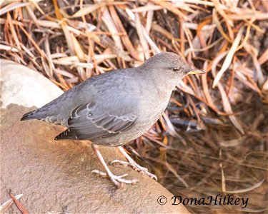 American Dipper photo