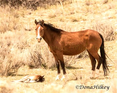 Piceance Wild Horses photo