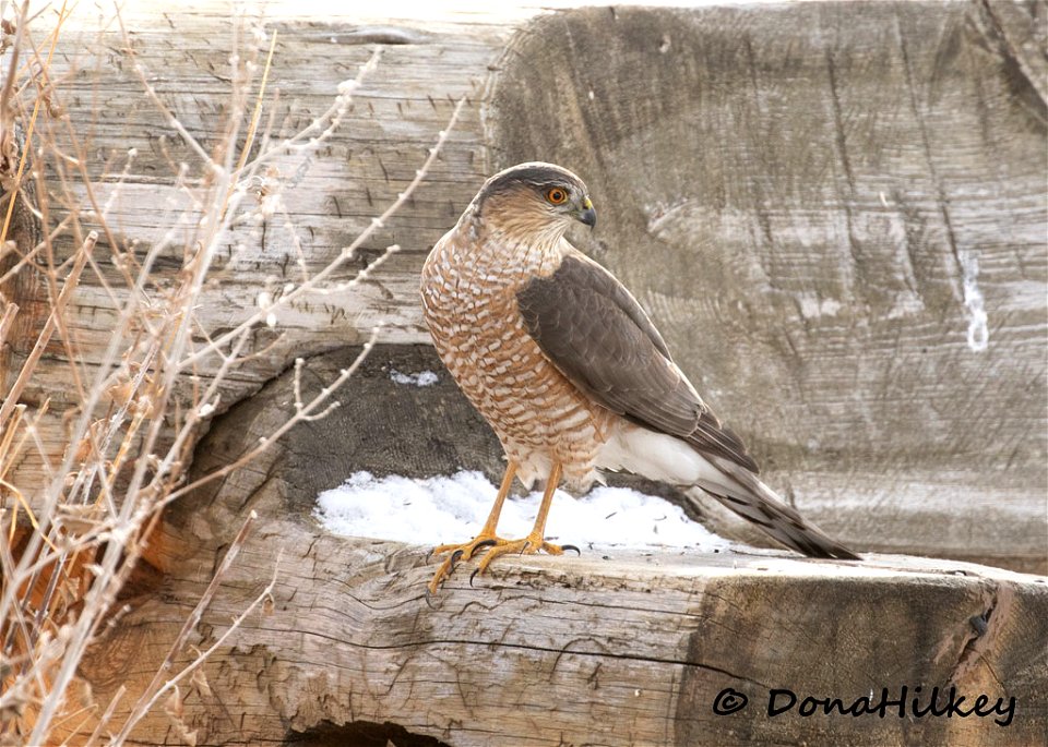 Sharp-shinned Hawk