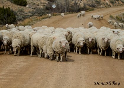 Herding Sheep Near Rangely, CO