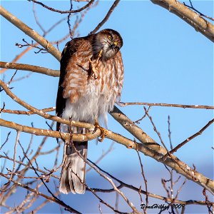 Sharp-shinned Hawk