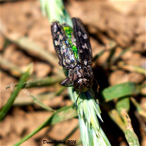 the flatheaded appletree borer