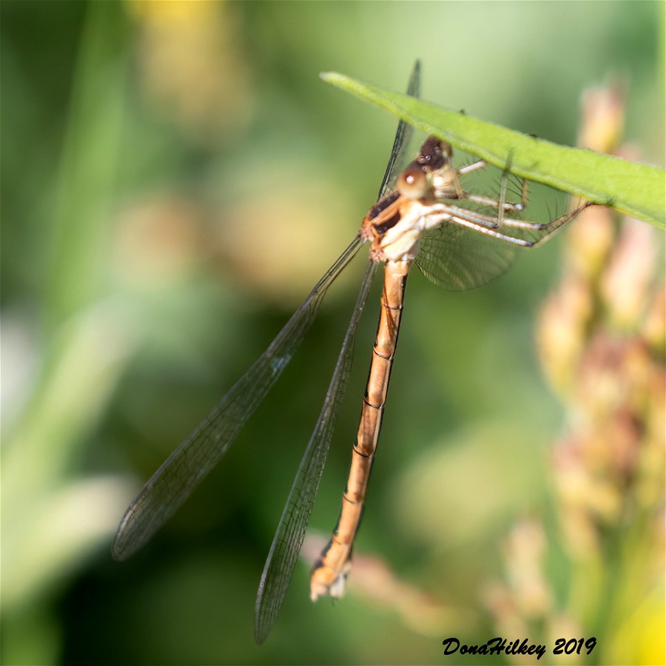 Northern Spreadwing female photo