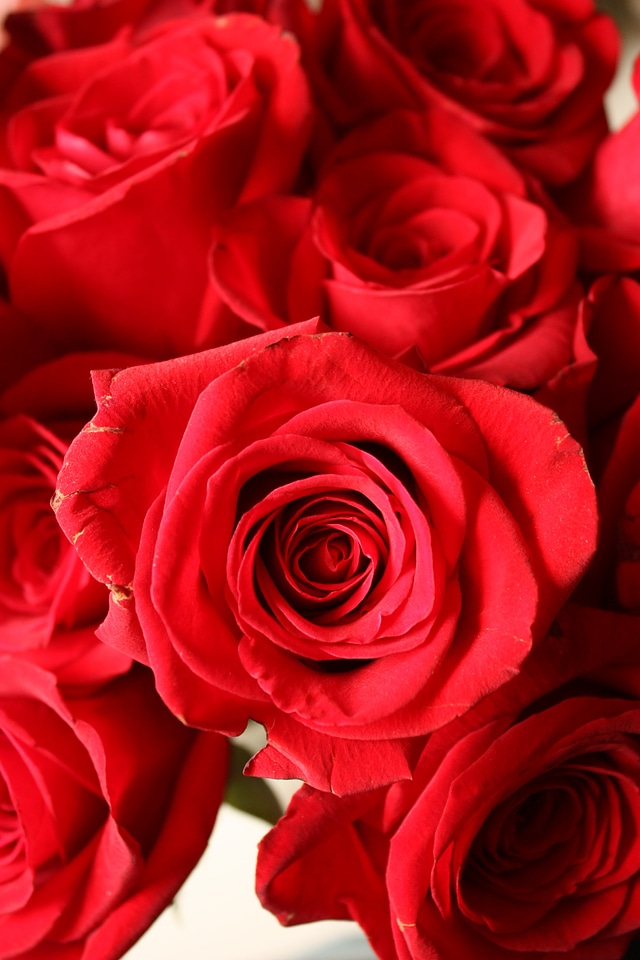 Red bloom red flower
