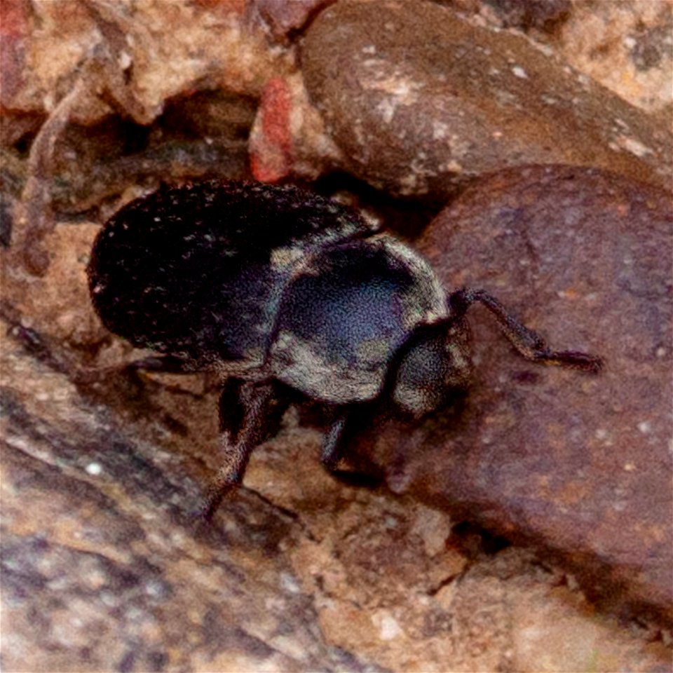 Dermestes maculatus or D. frischii