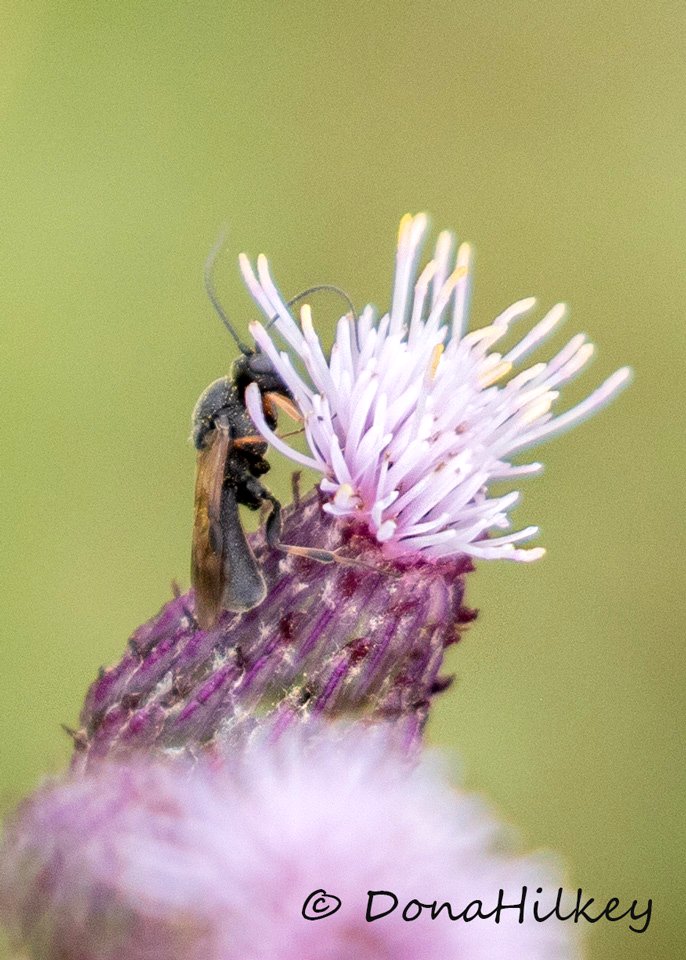 Wasp subfamily Cheloninae -15aug2018-home-1-