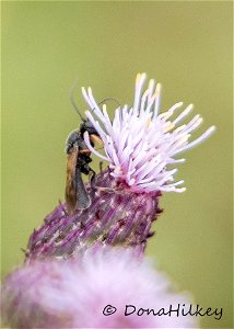 Wasp subfamily Cheloninae -15aug2018-home-1- photo