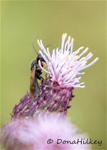 Wasp subfamily Cheloninae -15aug2018-home-1-