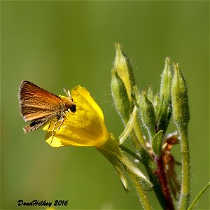 European Skipper