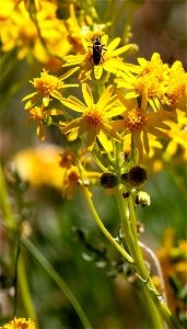 Lobefeaf Groundsel