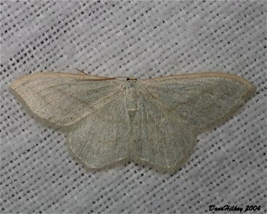 Simple Wave Moth  9july2004 AL