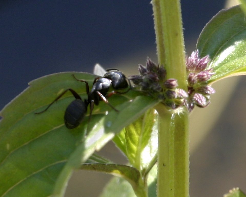 Western Carpenter Ant
