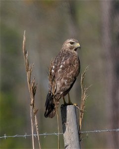 Red Shouldered Hawk