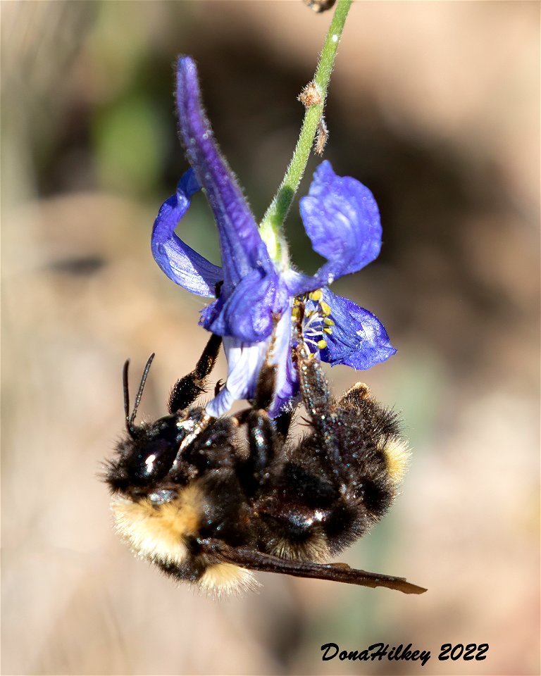 California Bumble Bee