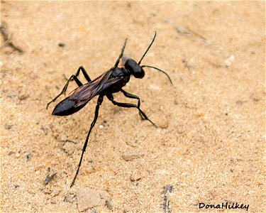 Cutworm Wasps  (Podalonia species)