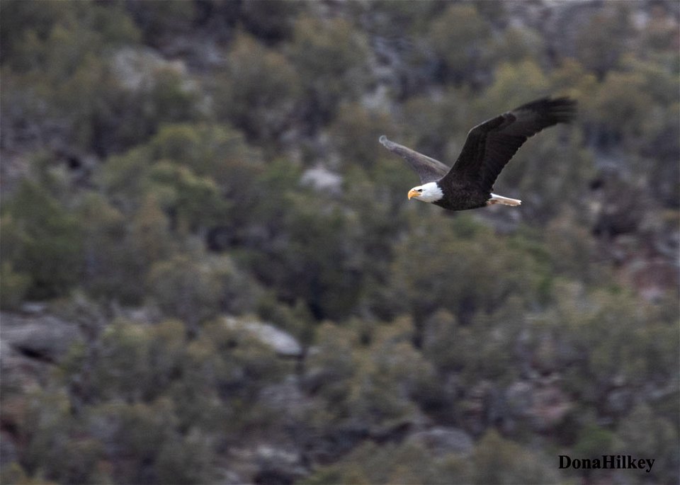 BAEA-10Dec2020-Brown's-Park-NWR-1