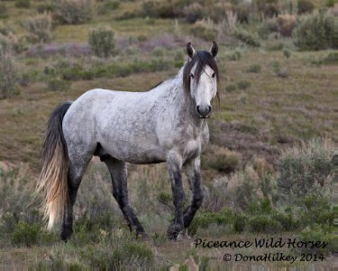 Piceance Wild Horses