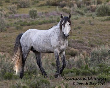 Piceance Wild Horses photo