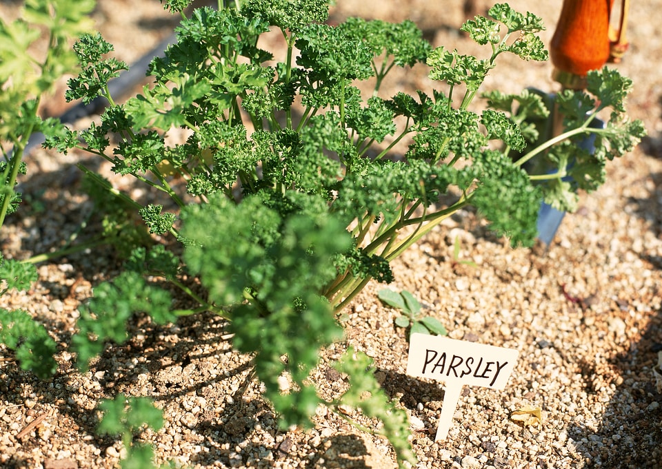 Green parsley in the garden