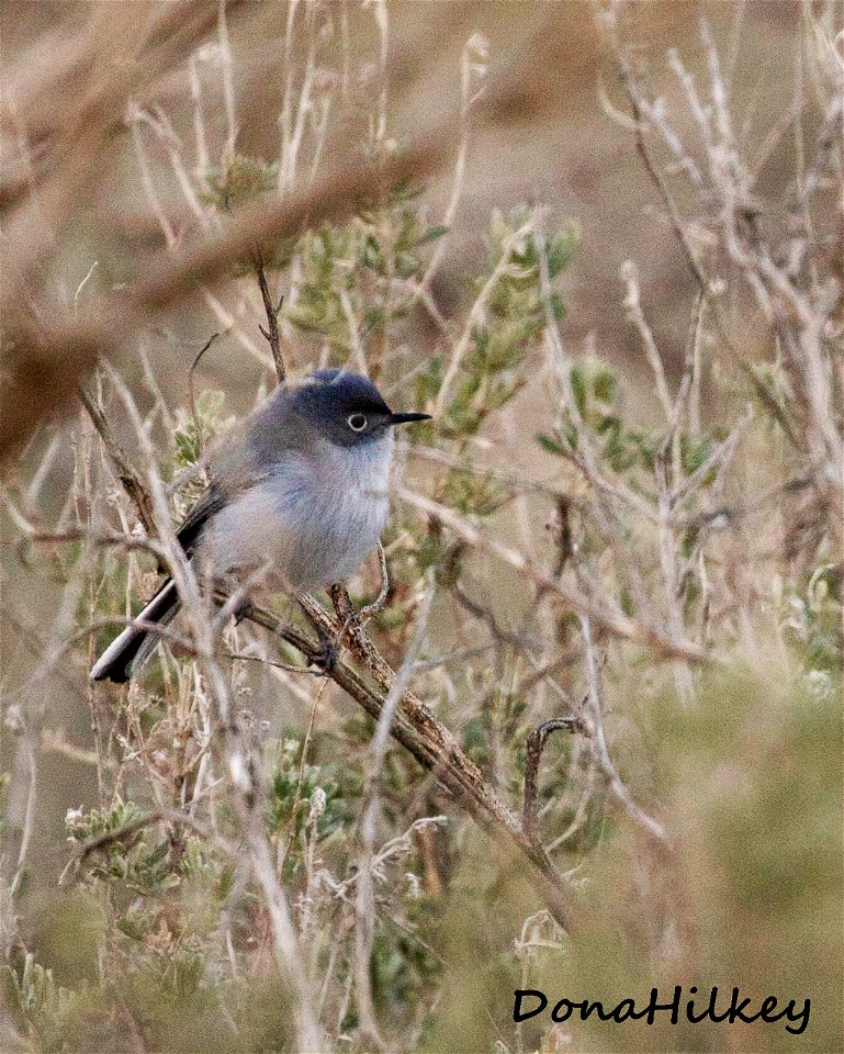 Blue-gray Gnatcatcher