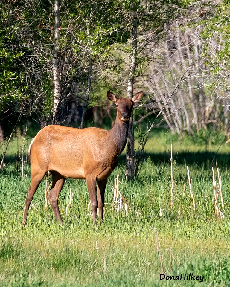 cow-elk-3june2021-CR4 - Copy