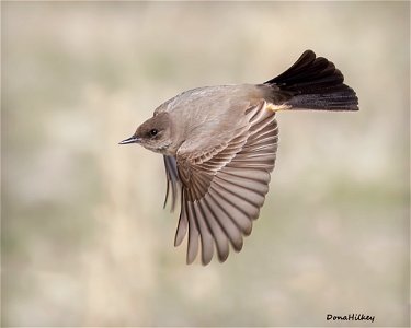 Say's Phoebe