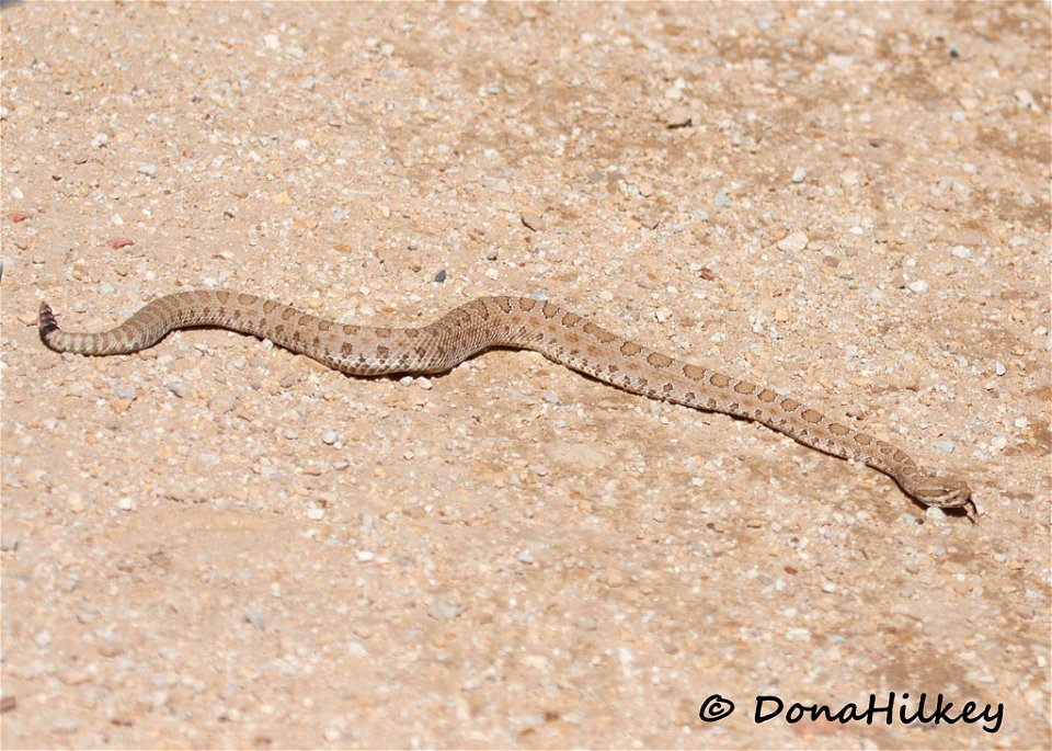 Midget Faded Rattlesnake