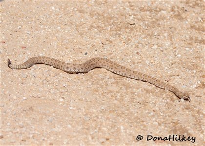 Midget Faded Rattlesnake photo