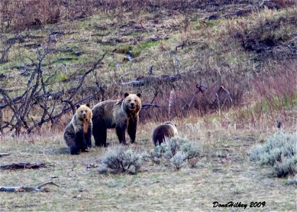 Grizzly Bears