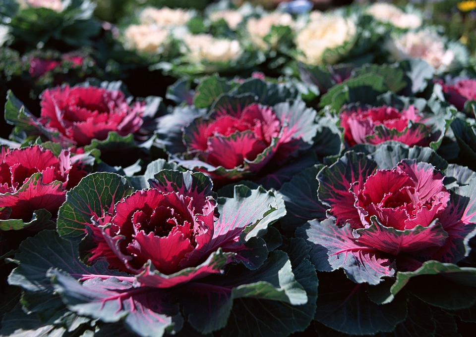 beautiful fall decorating with flowering cabbage and red mums
