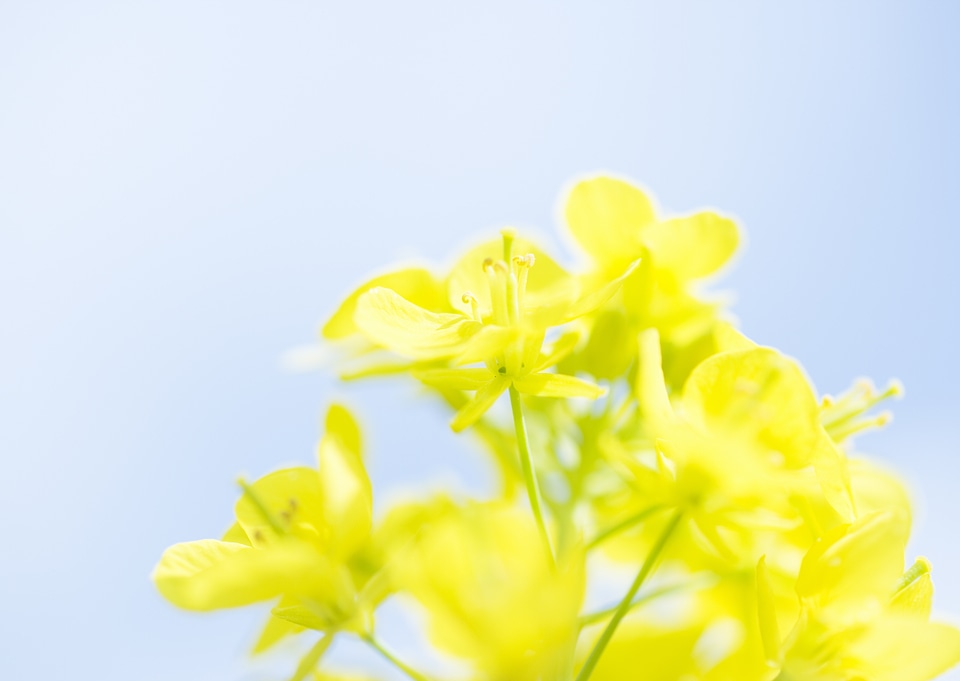 Rapeseed flower in a field Close up of oil seed rape blooming.
