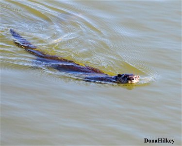 North American River Otter
