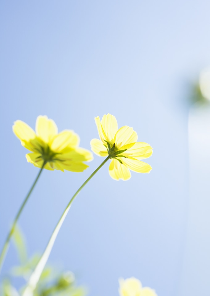 Yellow Cosmos flower