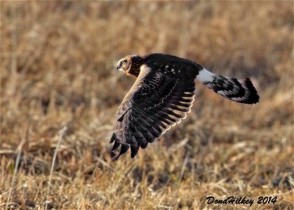 Northern Harrier