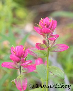 Rosy Paintbrush, Castilleja rhexifolia