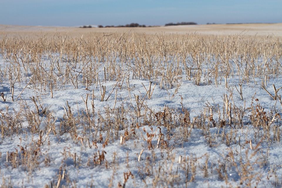moody grass growing through snow