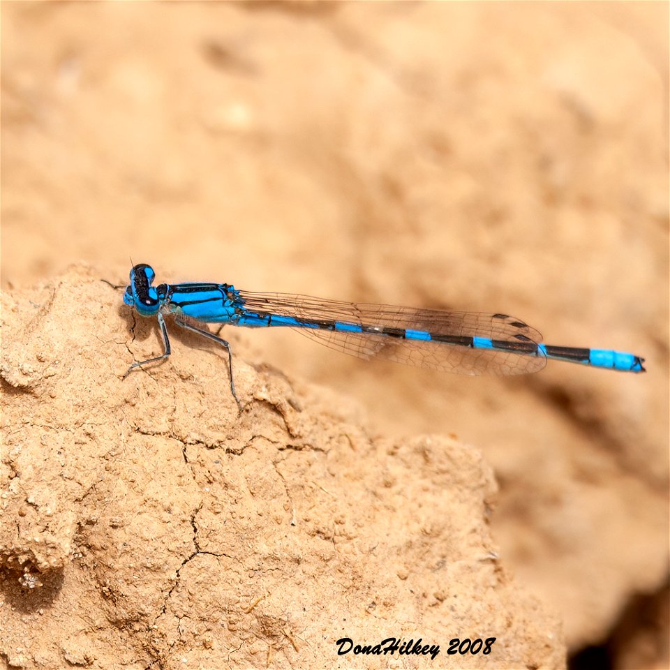 Tule Bluet