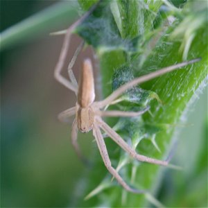Oblong Running Spider