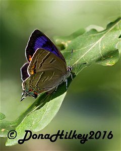 Colorado Hairstreak
