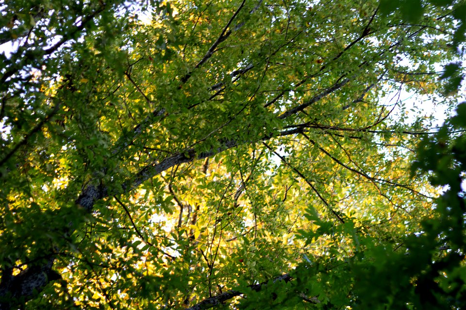 Forest